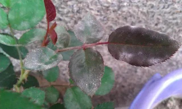 月季白粉病和灰霉病怎么区分,治疗灰霉病月季农药前十名排行