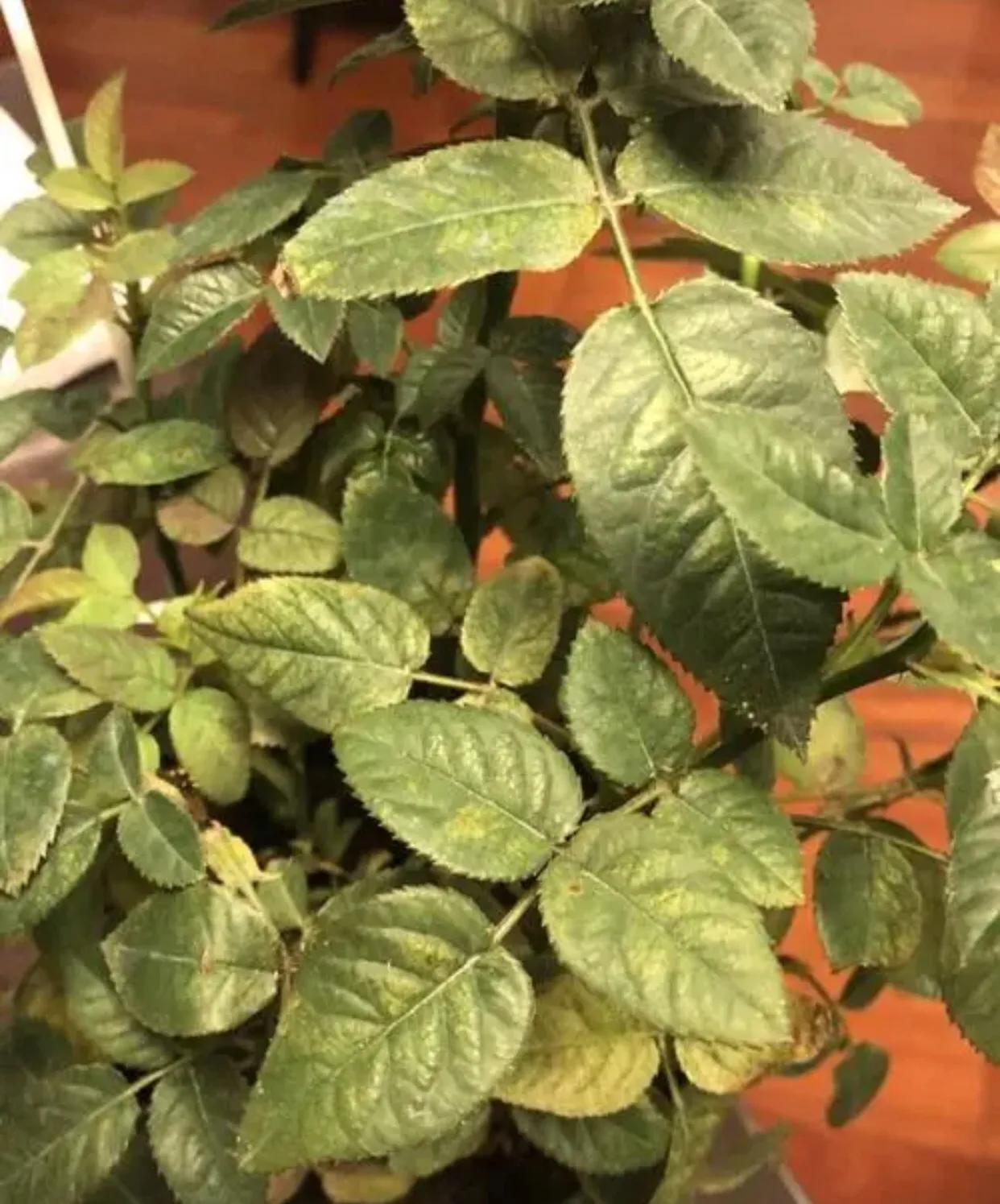 杀月季红蜘蛛的有效方法,洗洁精怎么治月季红蜘蛛