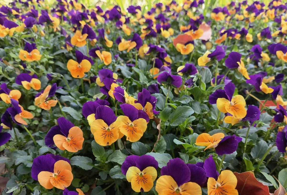 窗台养的小花,窗台上好养活的花