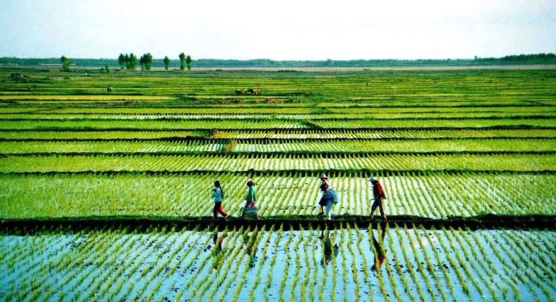 2023年是黑兔年还是木兔年,2023年被称为黑兔年为什么