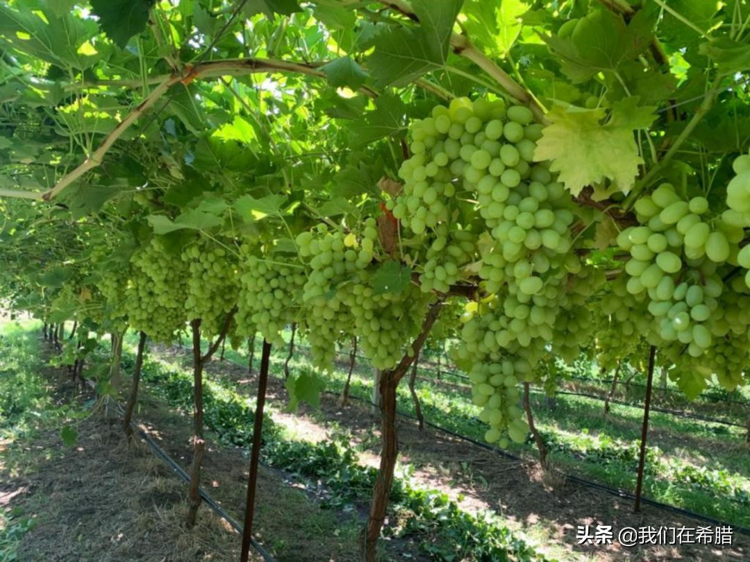 迪拜葡萄干多少钱一斤,在希腊买奢侈品便宜吗