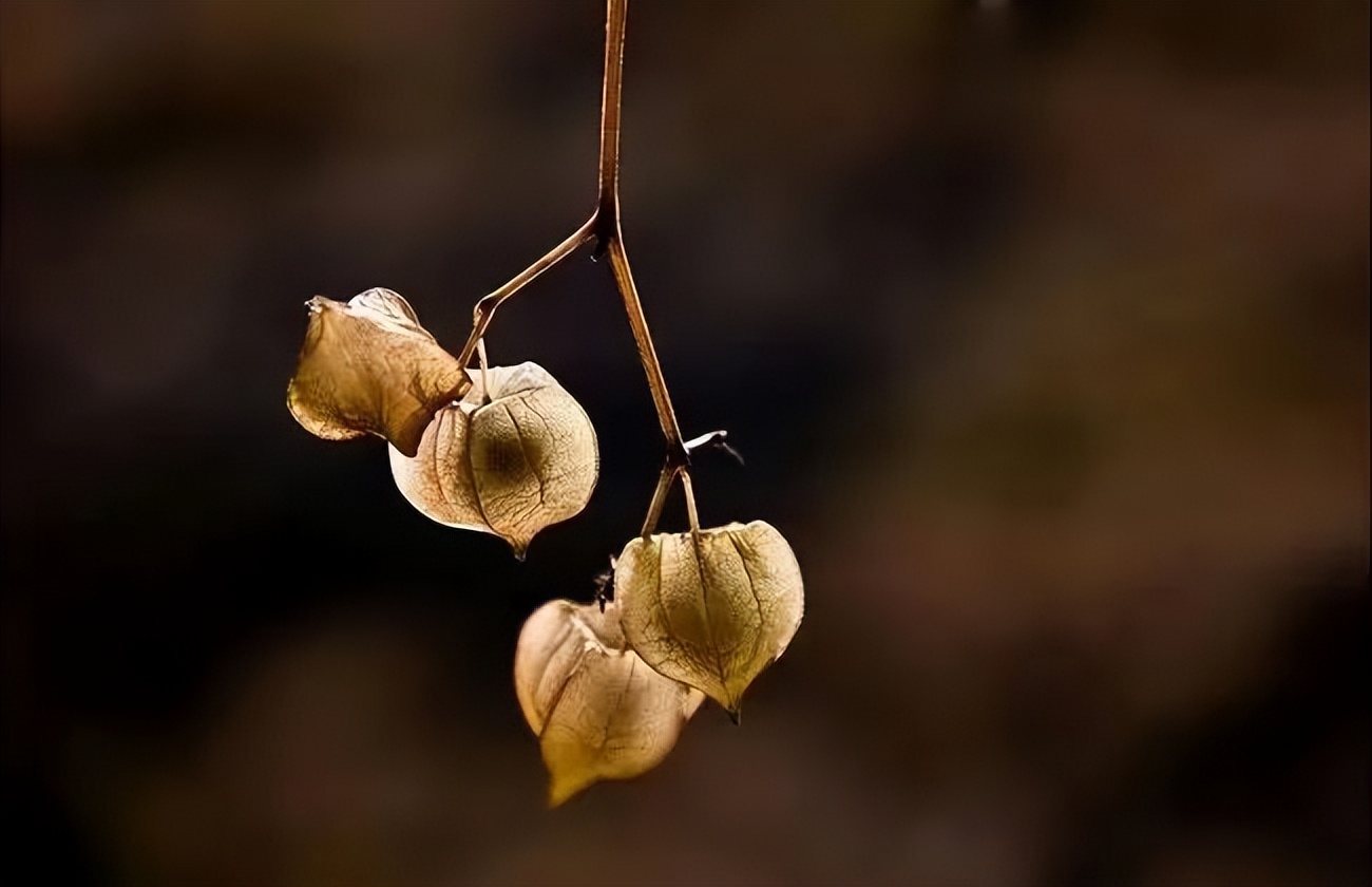 野果“洛神珠”在鄂州有个土得掉渣的名字叫做“灯笼泡”