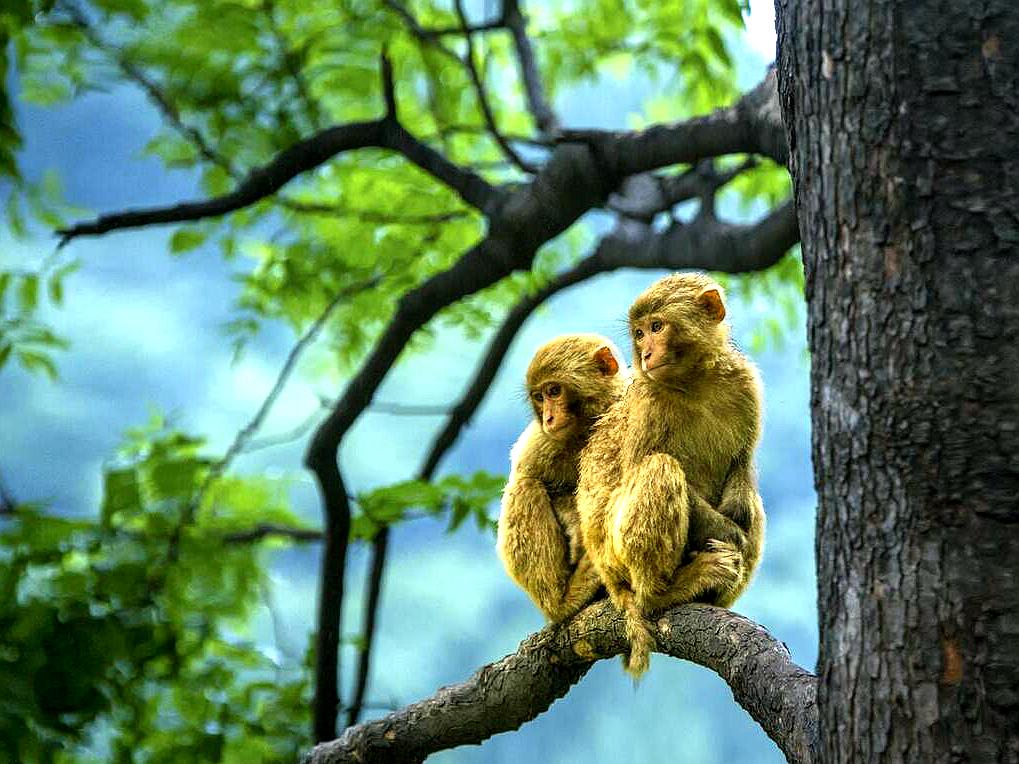 山西旅游攻略最全最佳线路五台山,山西五台山一日旅游景点推荐表