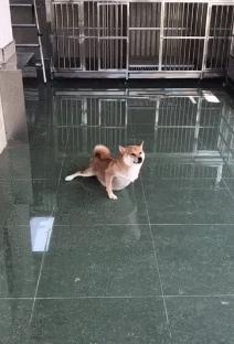 狗狗的6个坏习惯一定要及时纠正,哪种狗狗最可爱而且好养聪明