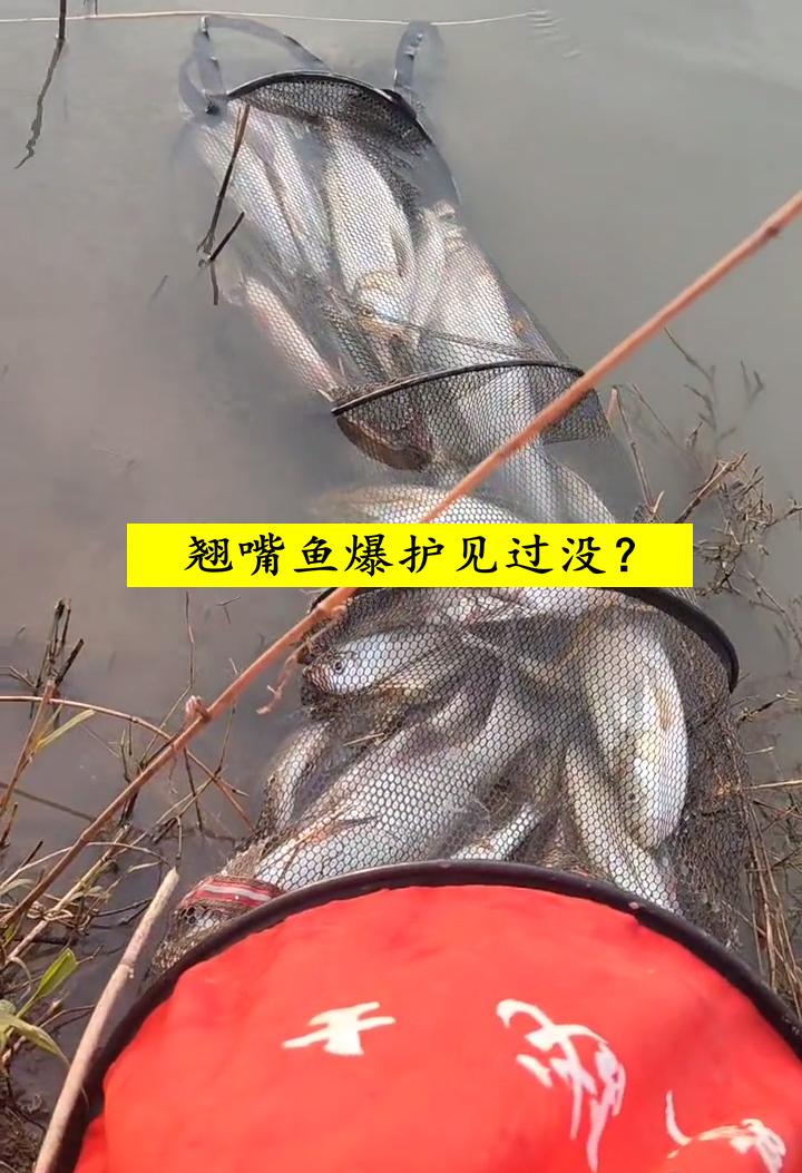 泥鳅钓翘嘴海竿钓法,泥鳅钓翘嘴鱼实测