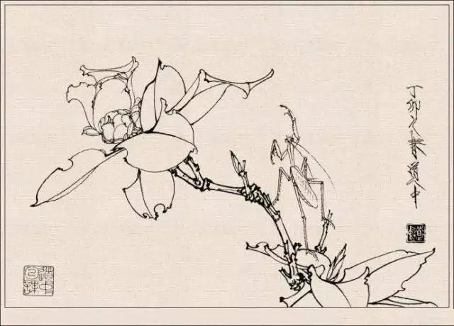 工笔草虫白描王道中,写意花鸟画草虫绘画过程分享