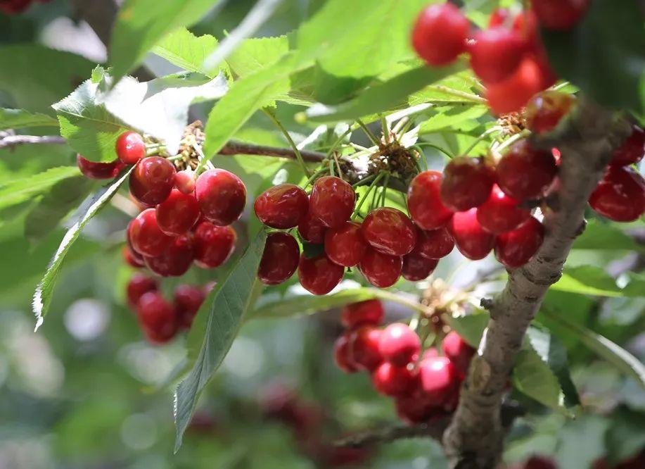 1斤*口车进**厘子卖百元，2分钟带你了解智利种植背后的黑科技，啥样