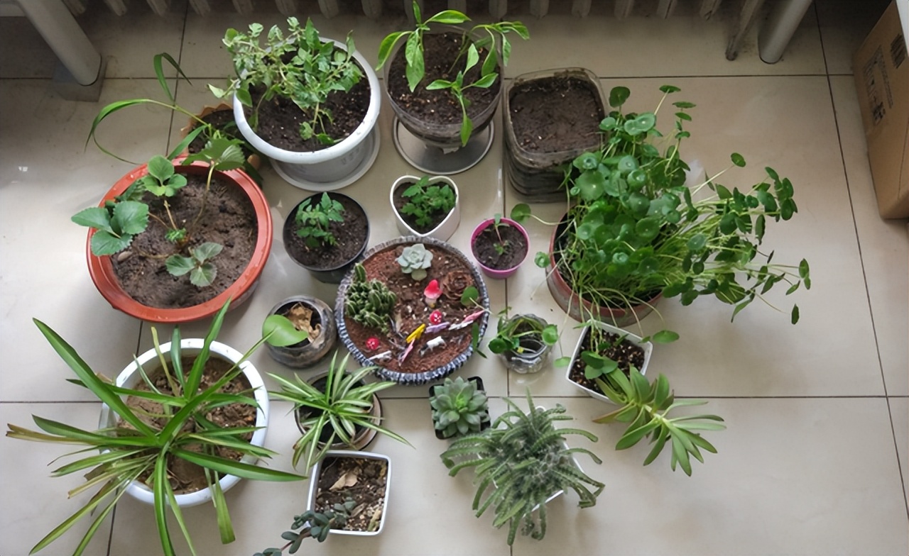 奶奶叮嘱，“花草有三不送，送了变仇人”，过来人的经验