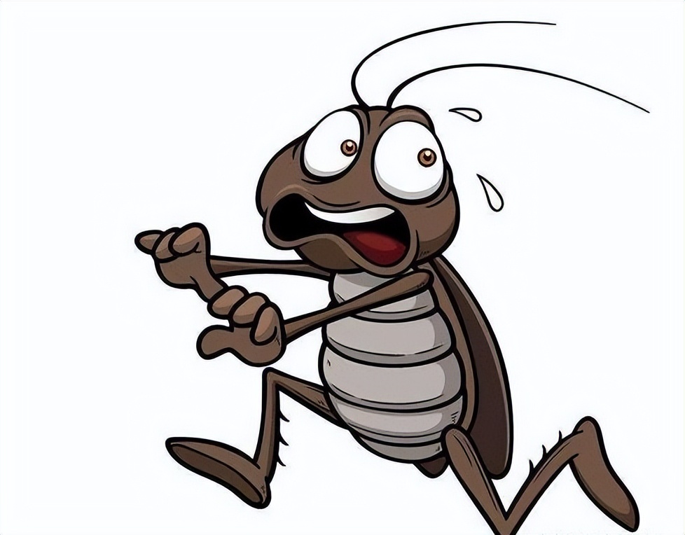 家里蟑螂太多怎么处理蟑螂,夏天蟑螂多教你一个小妙招