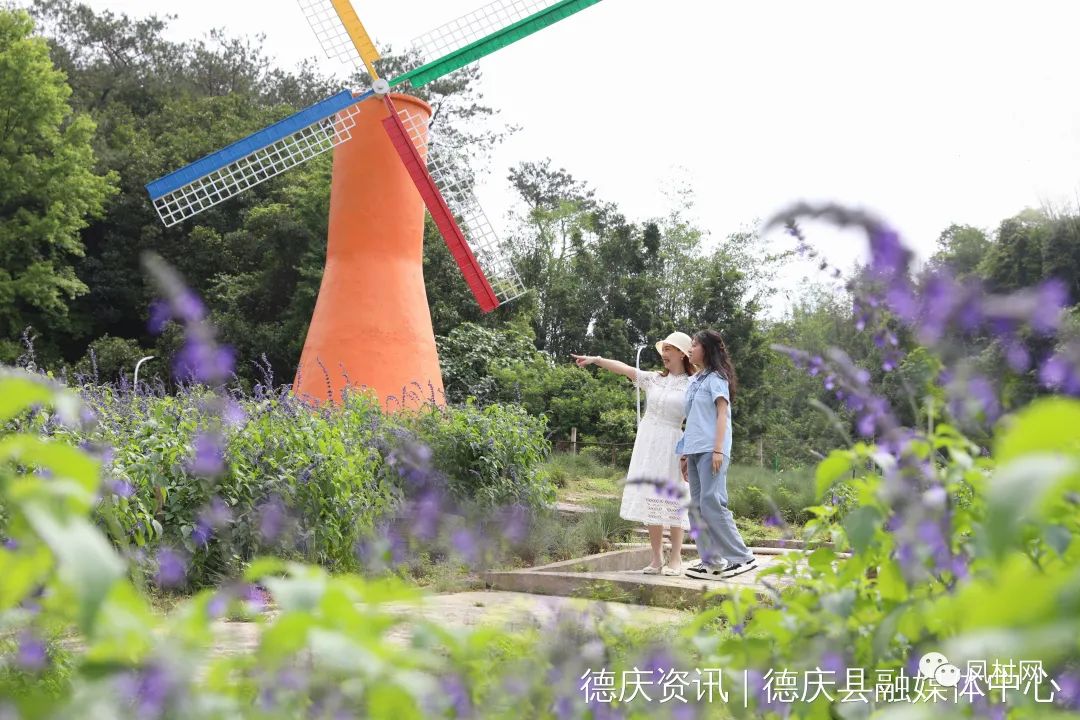 德庆盘龙峡薰衣草基地图片,德庆盘龙峡薰衣草园门票