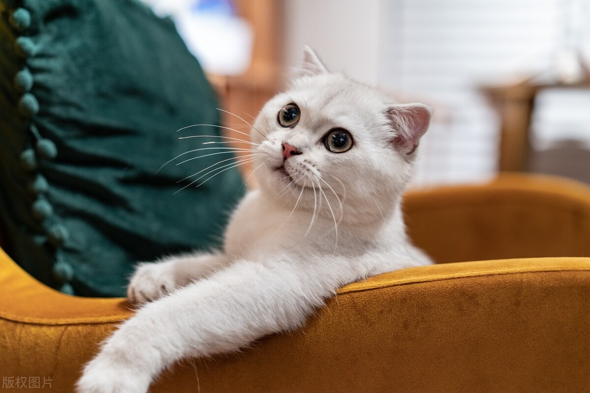 猫咪得猫癣秃了怎么办,猫咪身上秃了几块怎么办