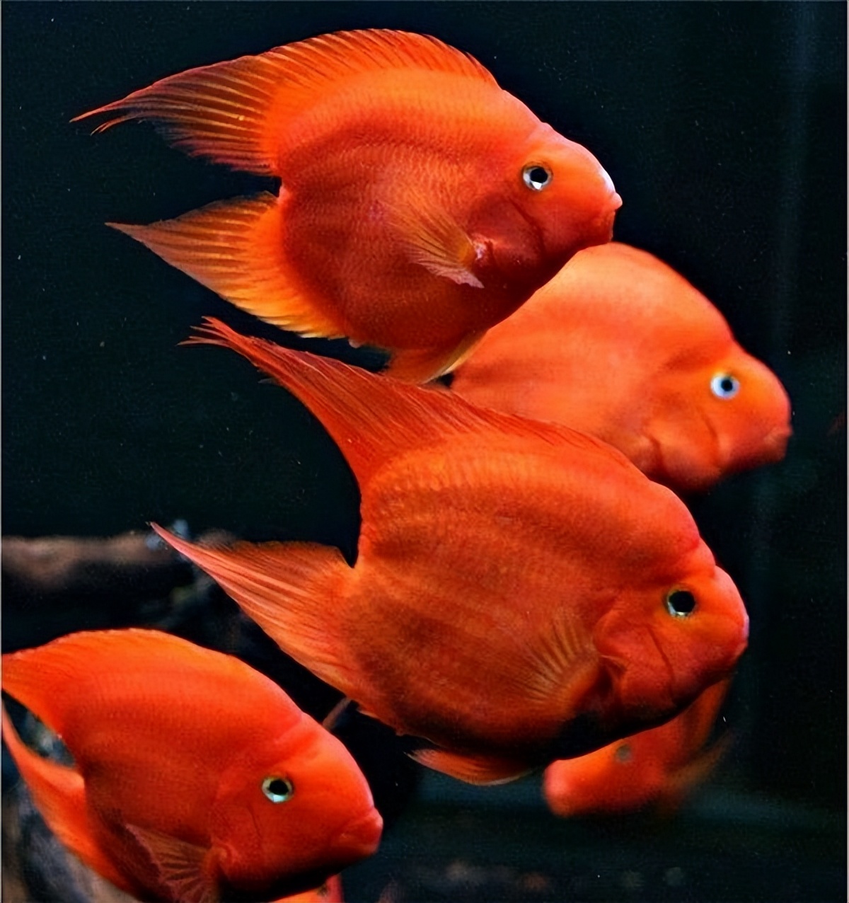 基因缺陷的人造杂交鱼，竟给台湾省赚到20亿外汇？背后真相太残忍