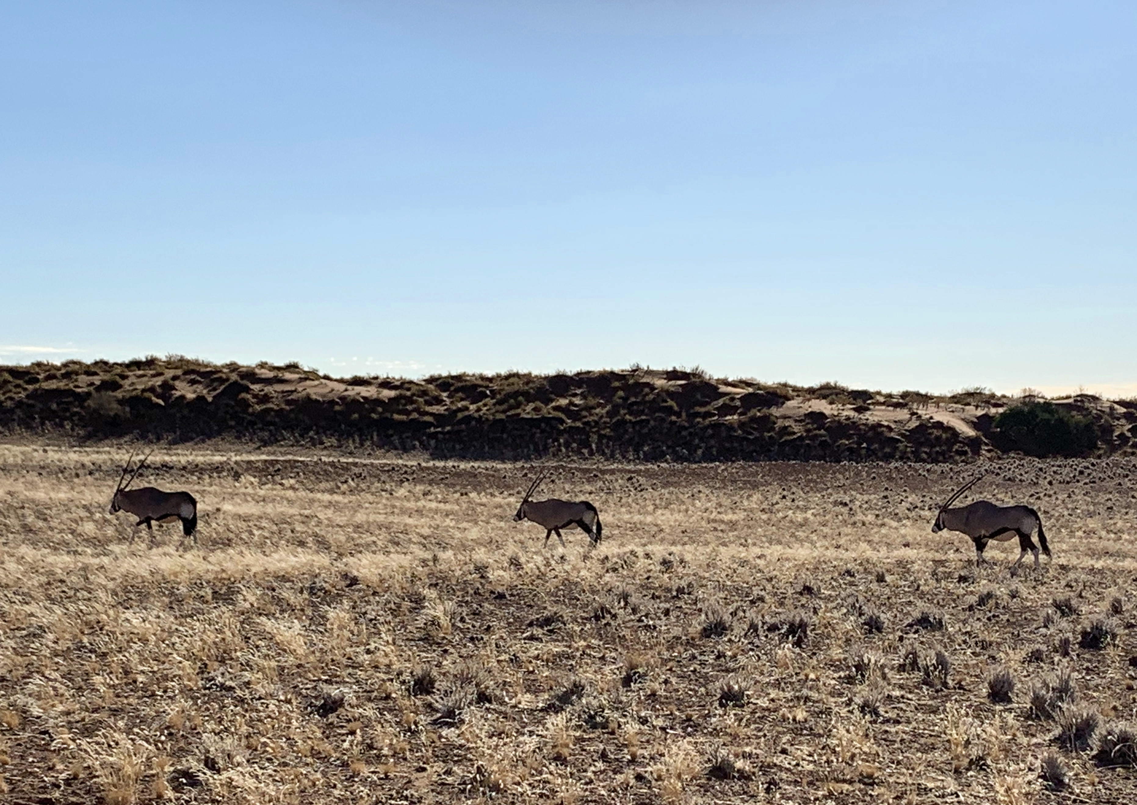 绾崇背姣斾簹绾㈣壊娌欐紶,绾崇背姣斾簹娌欐紶涔嬫梾