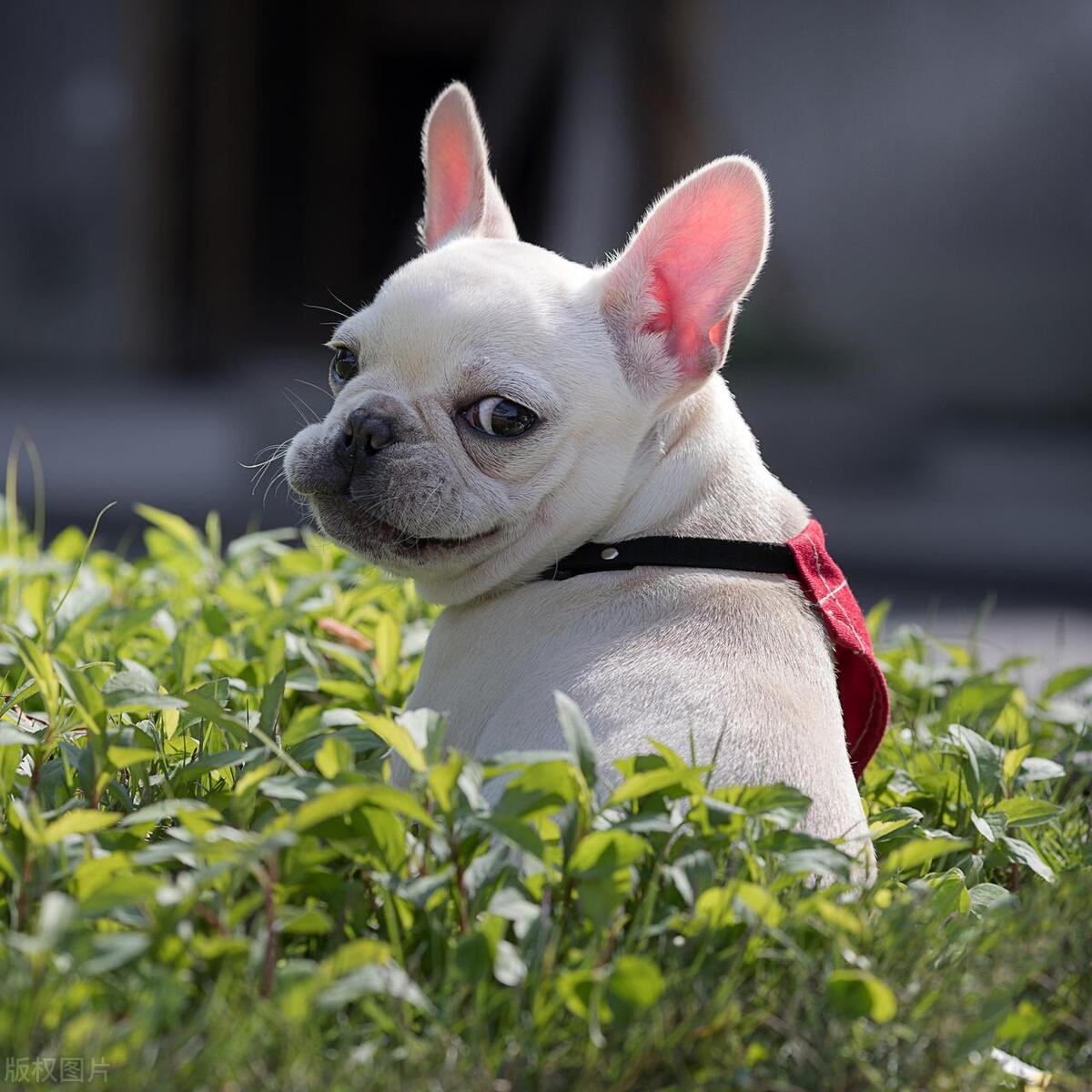 上班族怎么养宠物狗视频,上班族养的小型宠物狗