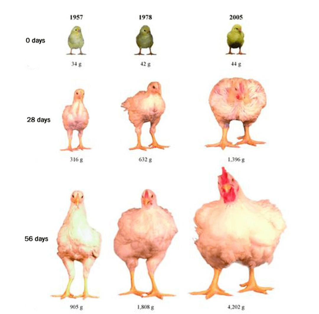 一年吃6亿只鸡,中国一年吃掉近50亿只白羽肉鸡