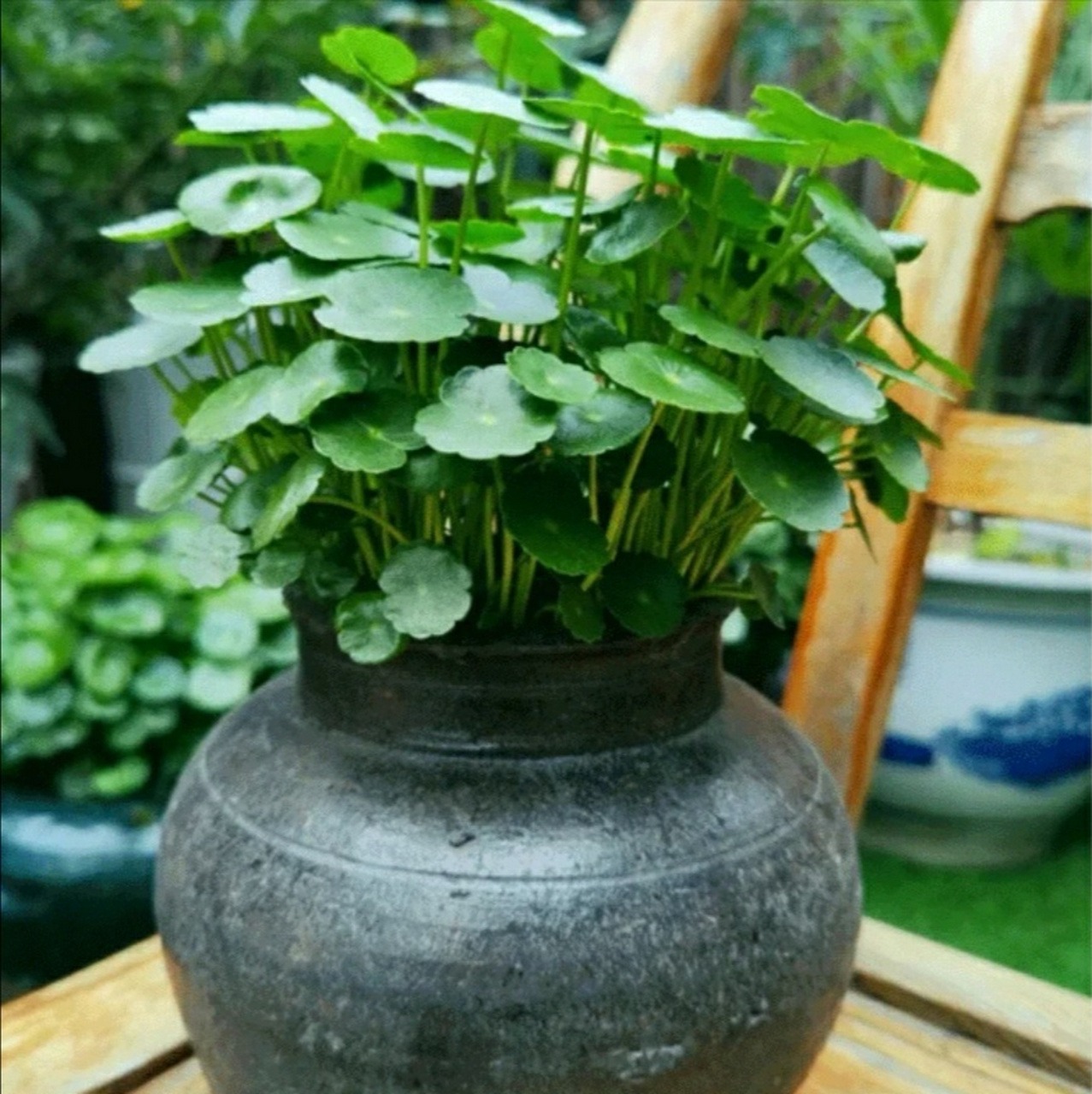 好运又吉利的花,夏季十大喜庆的花