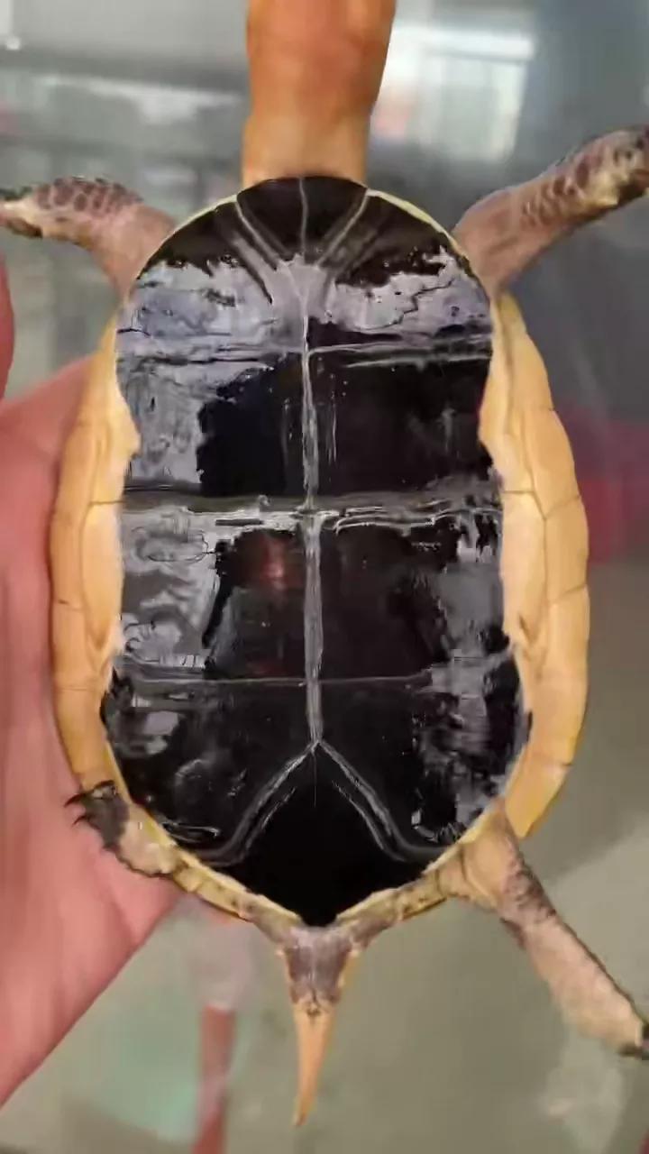 黄缘闭壳龟公母哪个背高,黄缘闭壳龟幼龟公母