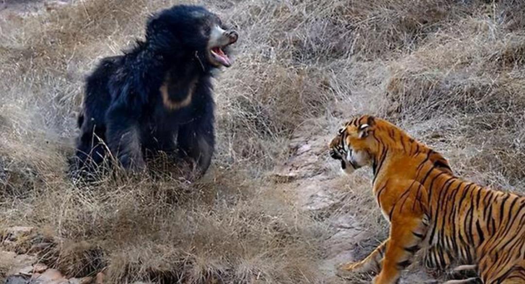 为什么野猪比老虎可怕,一猪二熊三老虎猎人