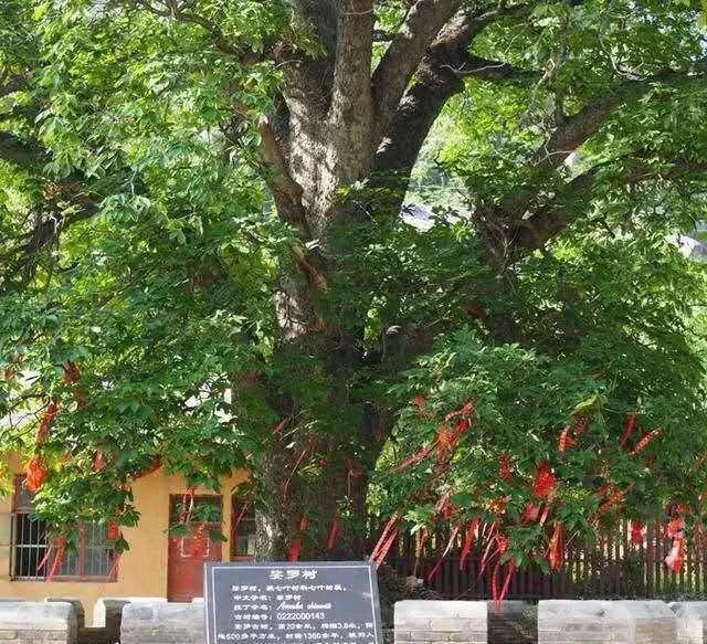 佛教四大圣树介绍,佛教“四圣树”之一