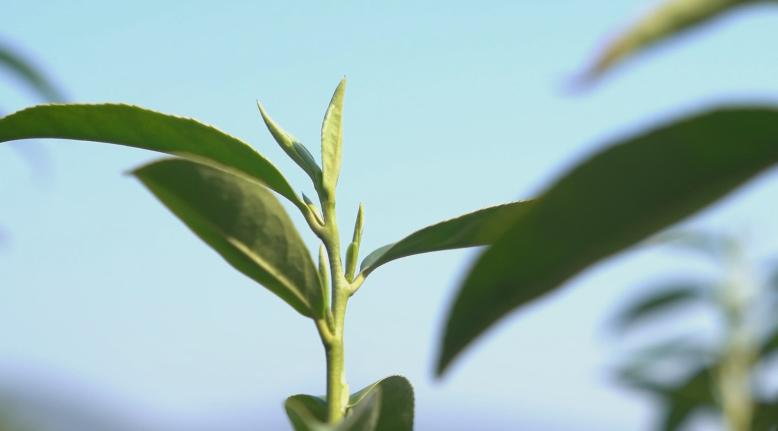 绿茶种类大全介绍,高档龙井绿茶有哪些种类