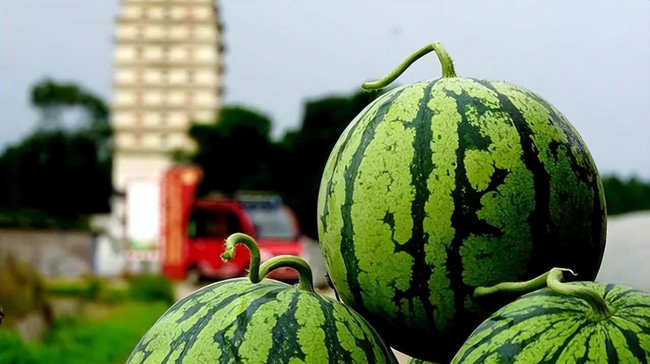 大数据！成都人吃瓜全国第一！