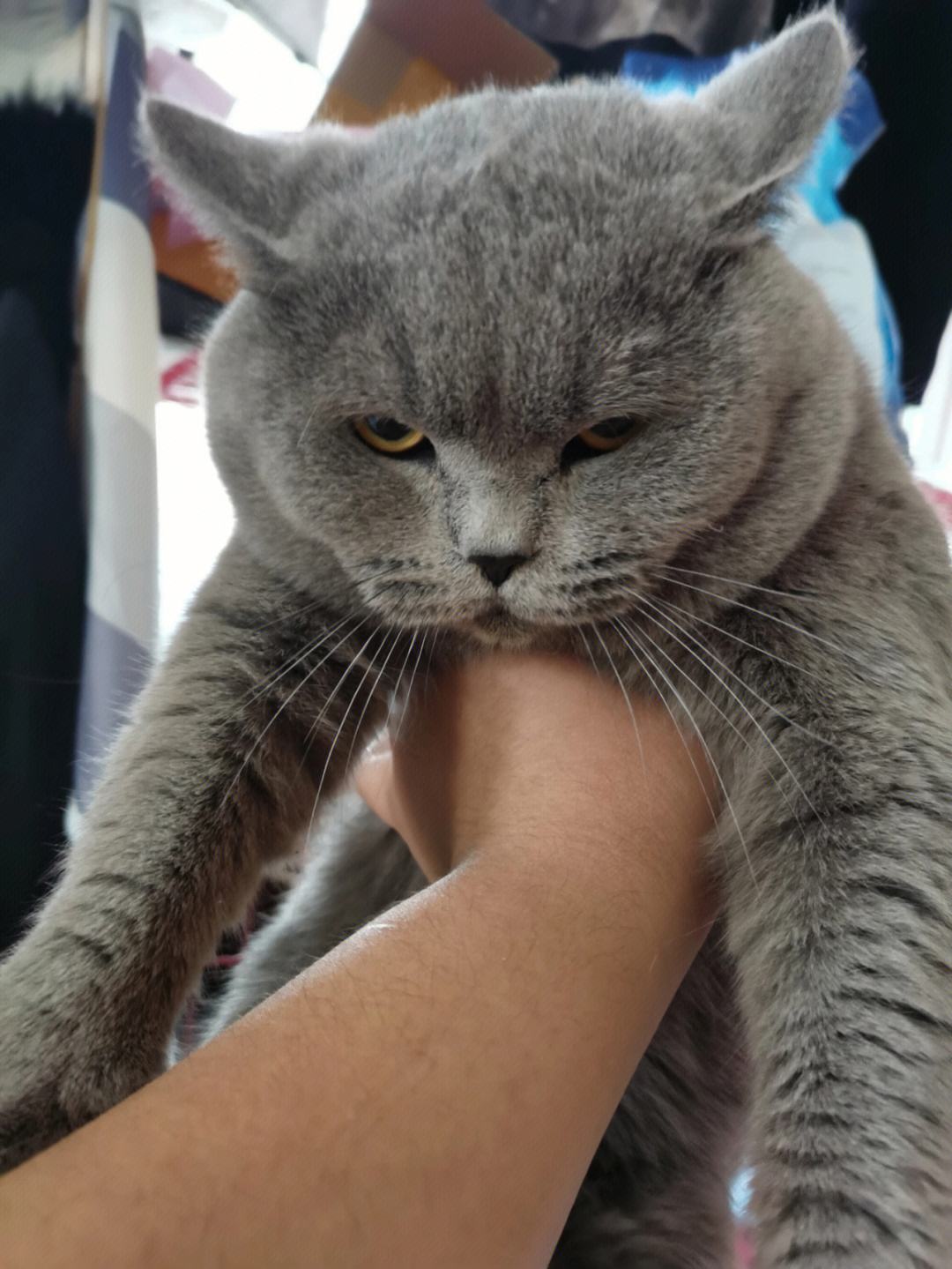 养英短猫费钱吗,养英短蓝猫靠谱吗