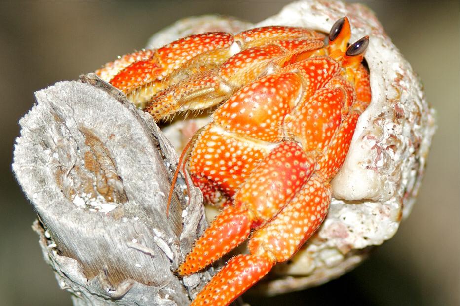 螃蟹品种怎么区分,螃蟹如何挑选图解