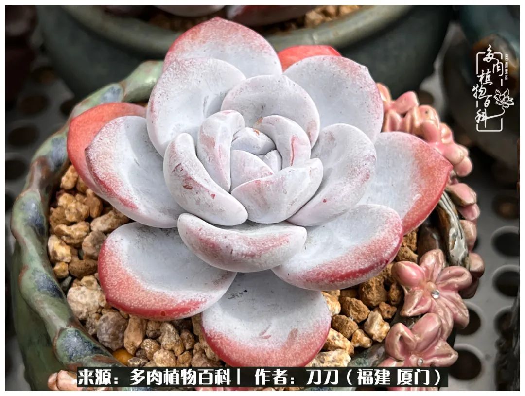 多肉夏季不好养品种有哪些,高花盆为什么养不好多肉