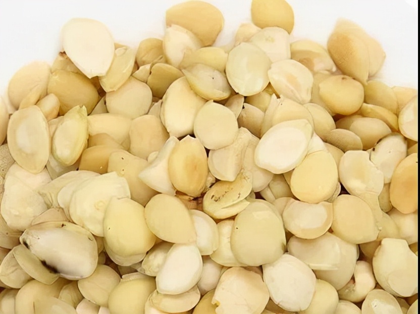 每天学习一味中药枇杷叶,每天学习一味中药