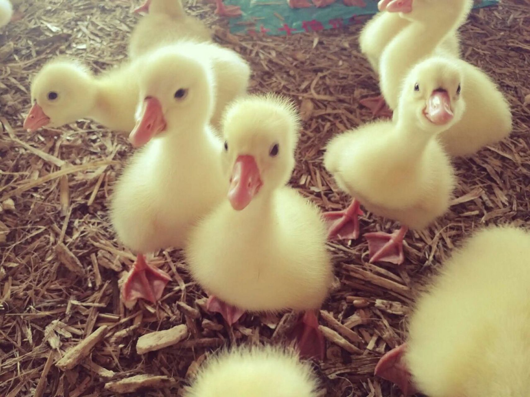 小鹅之间互相啄毛怎么办,10天的小鹅互相啄毛怎么解决