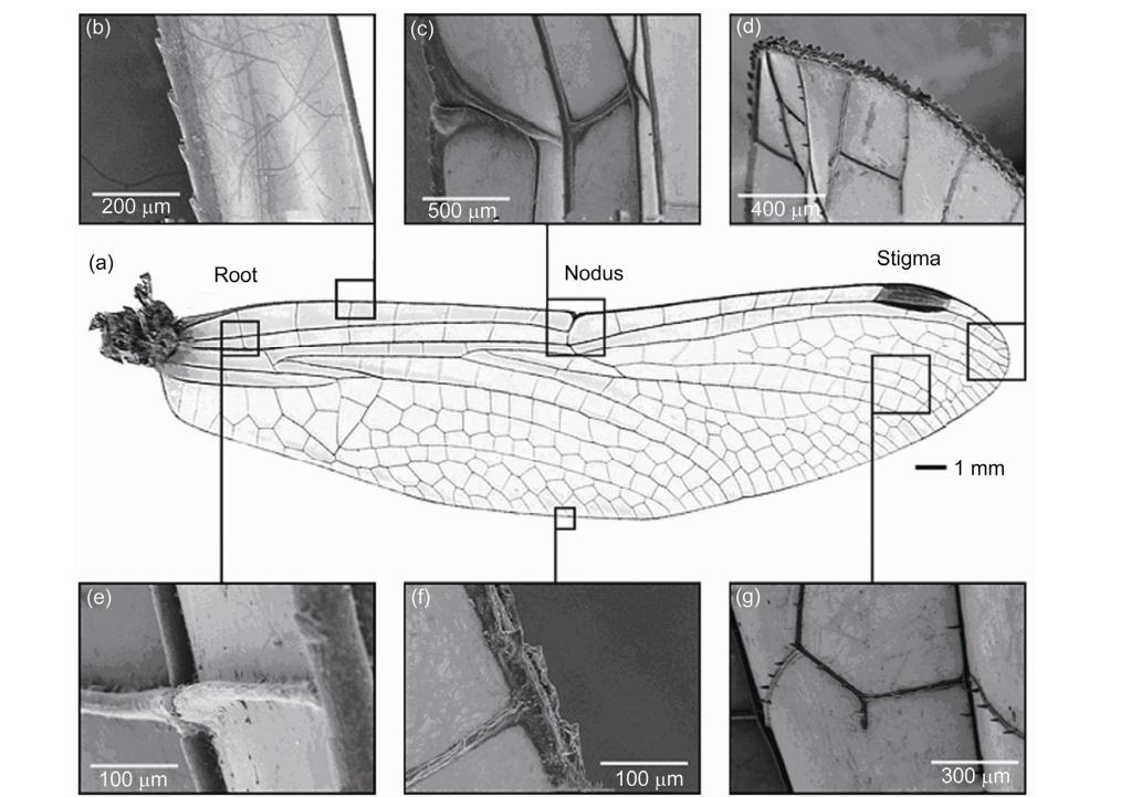 薄翅蜻蜓不足1克重，却能飞行6400公里，打破生命极限值