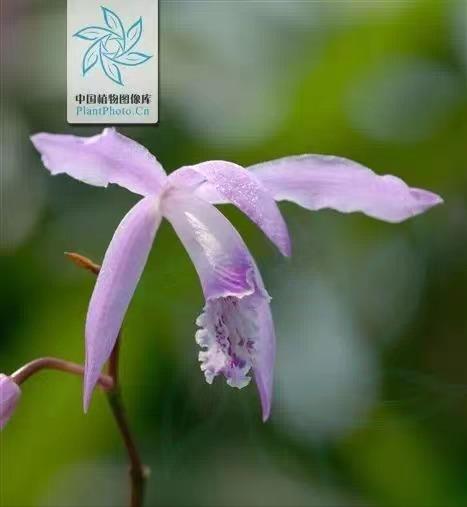 祛黄增白的内调中草药,去黄美白提亮肤色的中药方