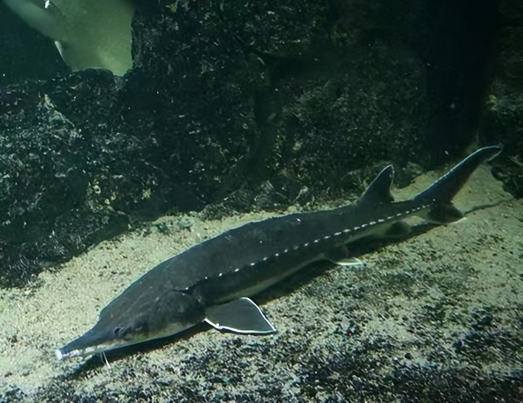 世界上最好吃的鱼子酱,世界十大美食鱼子酱