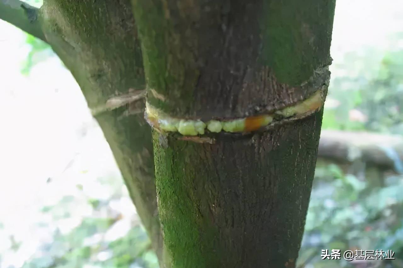 盆栽果树开花不结果原因,家里的果树不结果是怎么回事