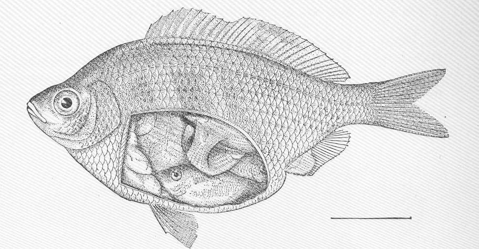 辽宁网友拍到一条怪鱼，学会蟒蛇缠绕，3秒就“绞杀”另外一条鱼