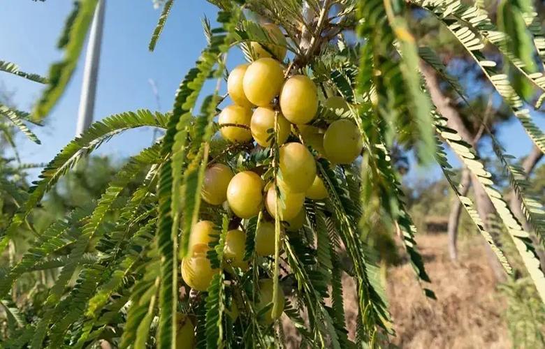 酸甜味的鲜滇橄榄,油橄榄鲜食橄榄