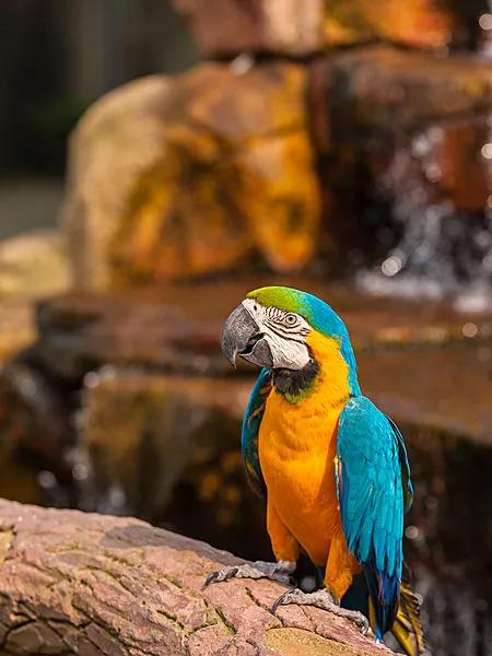 图片欣赏-金刚鹦鹉