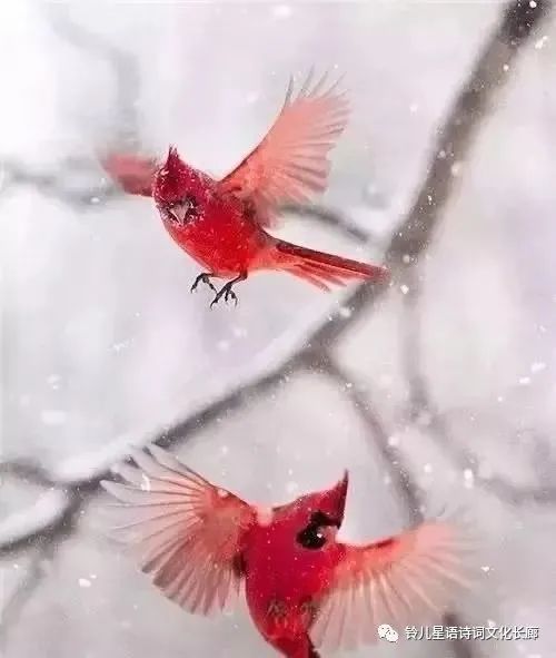 星语原创诗歌全集,星语作品全集