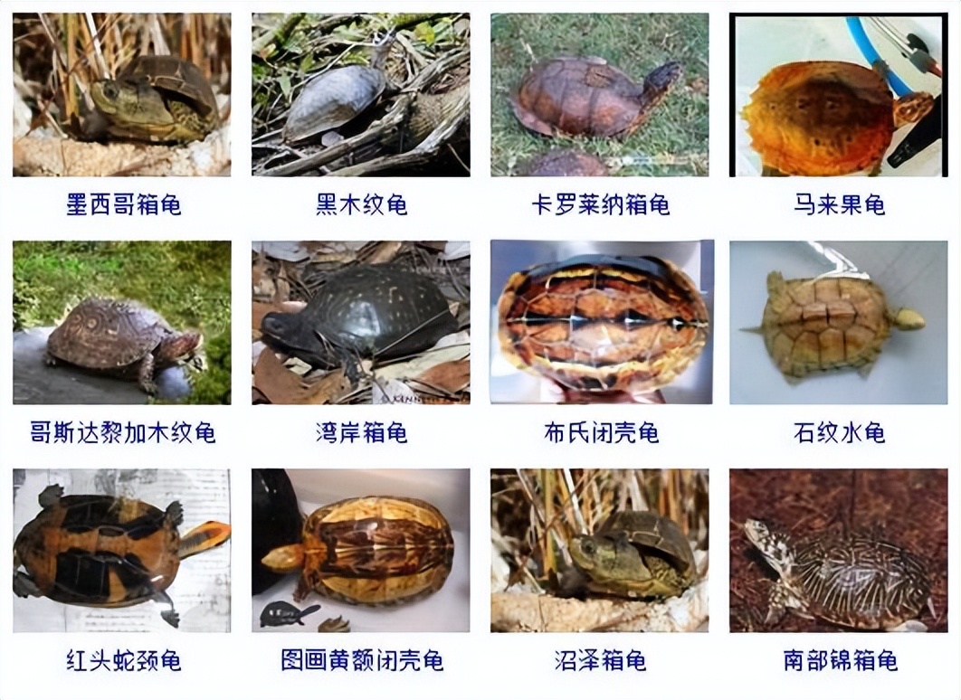 观赏龟品种大全及图片,观赏龟的种类和介绍大全