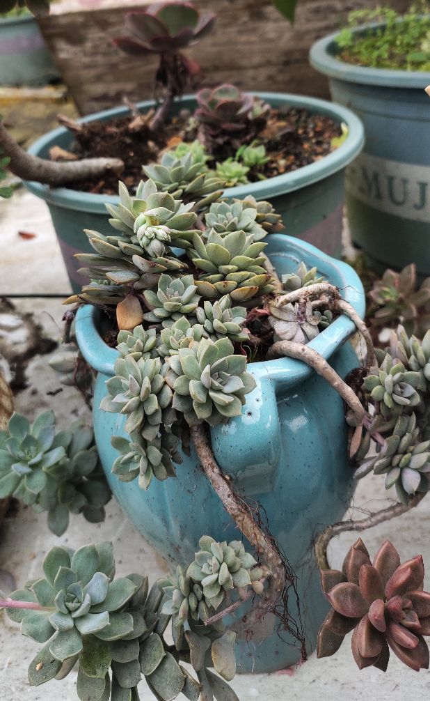 看我满屏都装不下的肉多多