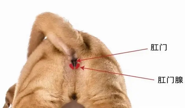 硫磺皂能给小狗狗洗澡吗,一个月的小狗狗能喝纯牛奶吗