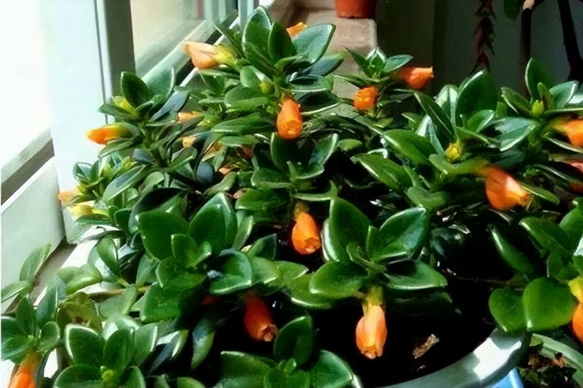 金鱼花养殖方法和注意事项有哪些,盆栽金鱼花的养殖方法和注意事项