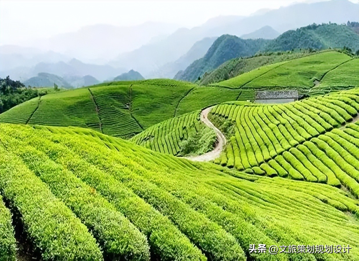 茶产业田园综合体,康养田园综合体规划设计