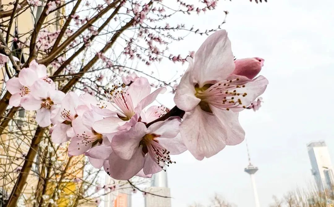 沈阳湿地公园丹顶鹤放飞,沈阳最近郊游最佳地点