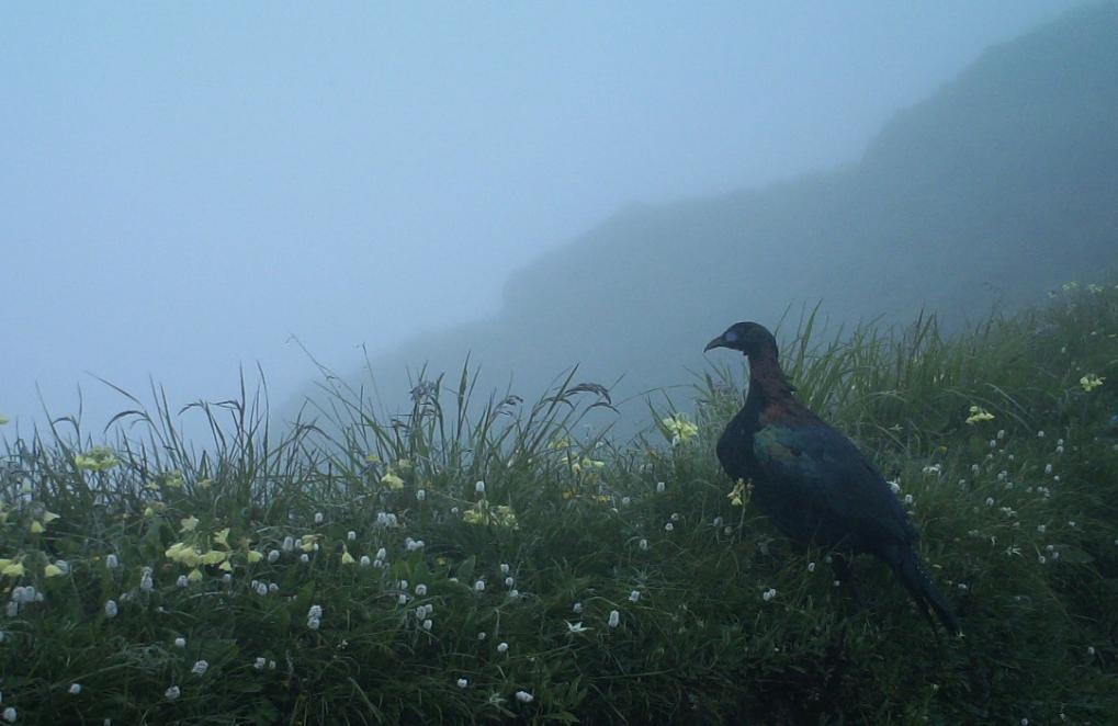 什邡发现鸟中大熊猫,什邡大熊猫国家公园效果图