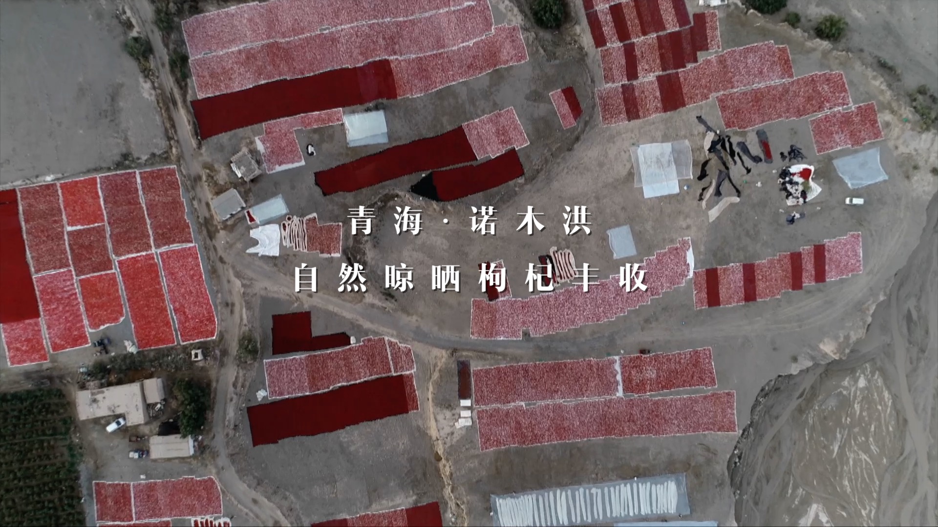 青藏高原诺木洪枸杞,青海诺木洪枸杞什么时候采摘结束