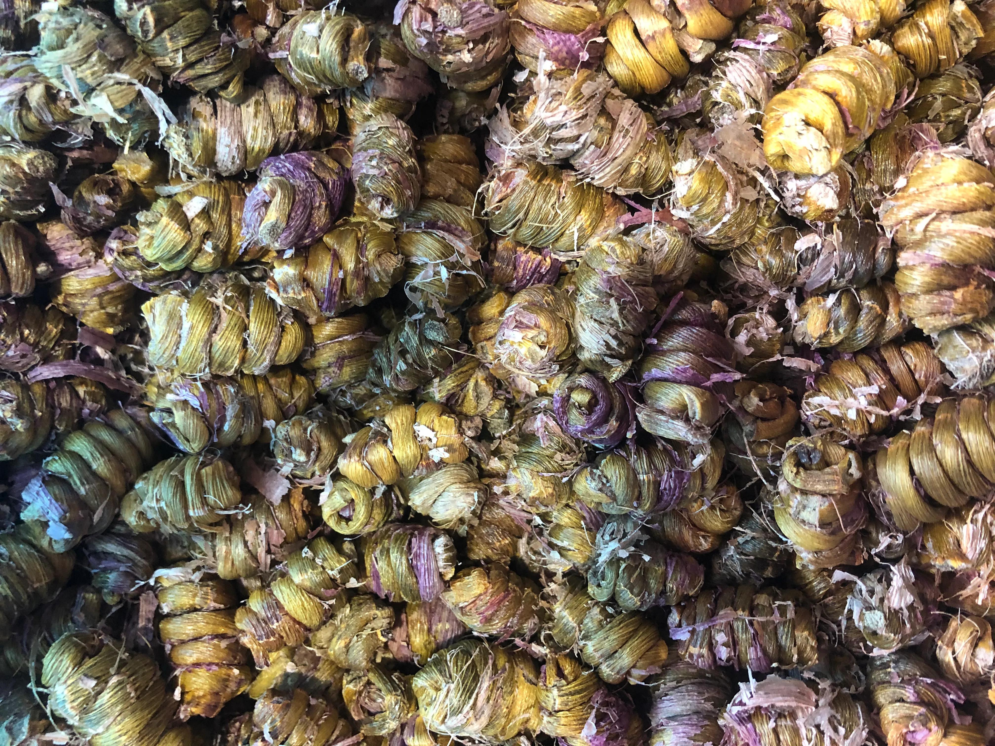 铁皮枫斗作用原理,铁皮枫斗养殖方法