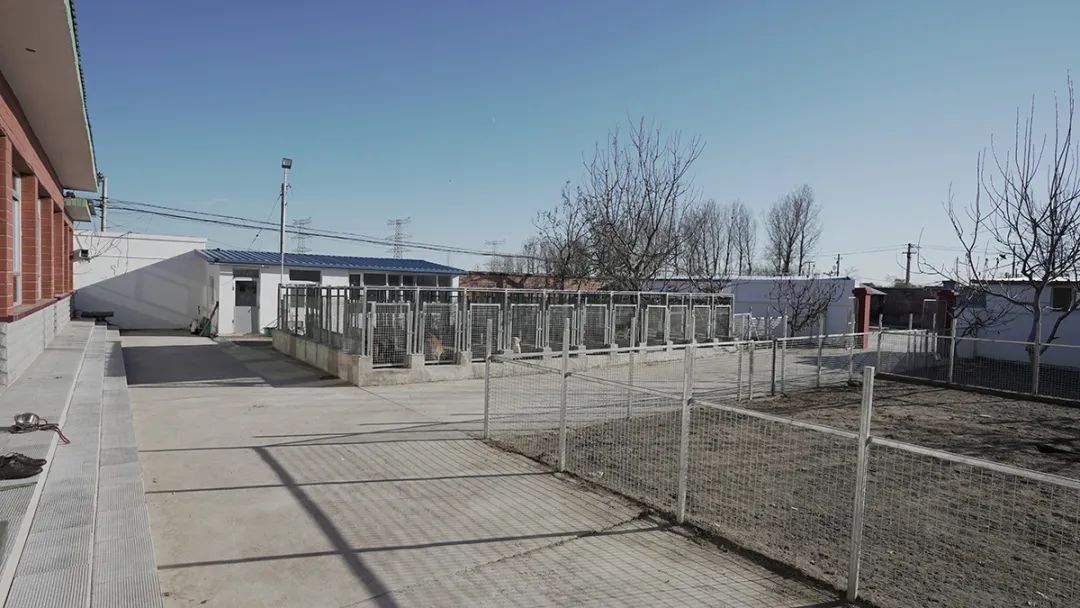 宠物训练学校能赚多少钱,宠物上学比孩子还贵