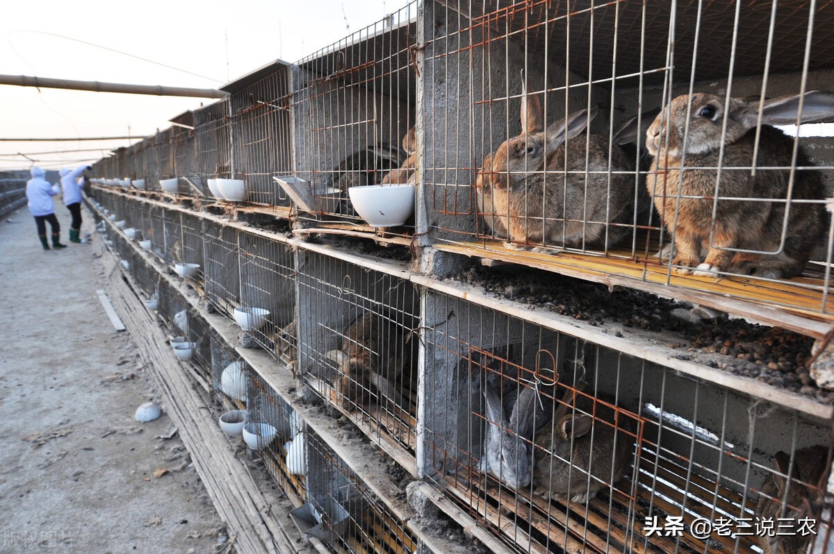 养兔技术喂兔用的主要能量饲料,能让兔子长得又快又好的饲料配方