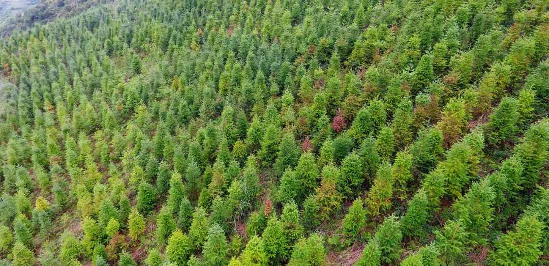 推动红河高质量跨越发展,奋力推动红河高质量跨越式发展